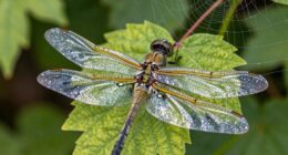 biomimicry for climate solutions