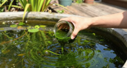 E Pluribus Algae: Why Green Pond Scum Is as American as Red, White and Blue