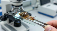 Snails' Teeth Beats Spider Silk As Nature's Strongest Material (2015)